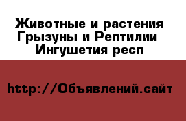Животные и растения Грызуны и Рептилии. Ингушетия респ.